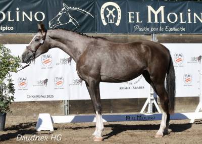 Potro en venta