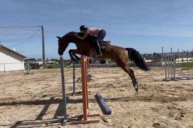 Caballo castrado zangersheide en venta 2020 bayo