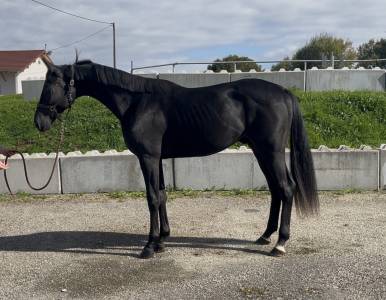 Hongre kwpn orientation dressage