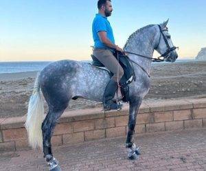 Castrone pre andaluso in vendita 2021 grigio