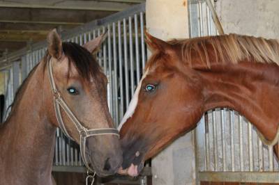 Altro stage maine-et-loire