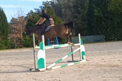 Potra de salto espectacular de 5 años