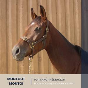 Montout montoi - ps - 4 ans