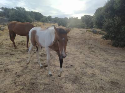 Se vende potra 