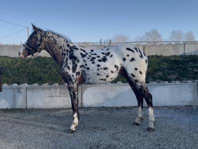 Jument de sport léopard 