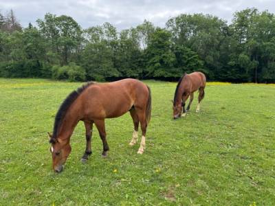 Ruin franches-montagnes  te koop 2024 donker bruin / bai ,  hitch