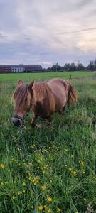 Ponette 6 ans