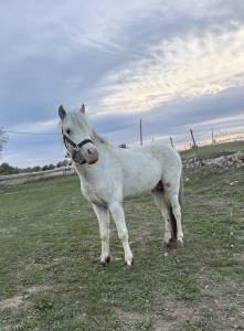 Entire No Origin Recorded For sale 2022 White