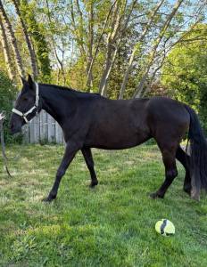 Superbe jument pre 4 ans 