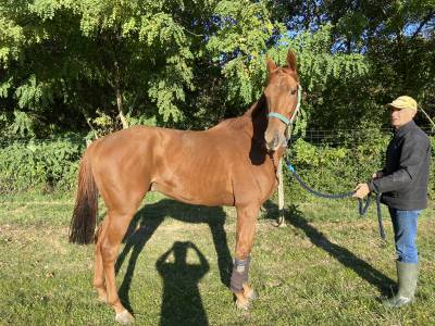 Caballo castrado pura sangre en venta 2020 alazán