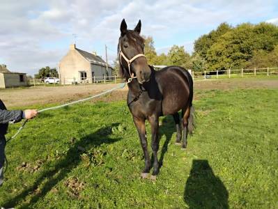 Cavalla trottatore francese in vendita 2015 baio scuro