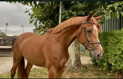 Jument 4 ans a vendre