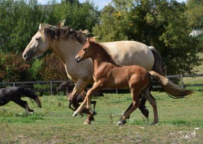 Puledro pre andaluso in vendita 2025 palomino
