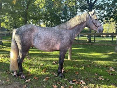 Top poney polyvalent 