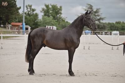 Top poney