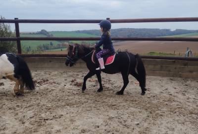 Gelding No Origin Recorded For sale 2022 Black