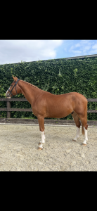 Hongre 3 ans : emerald van't ruytershof x zirroco blue 