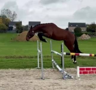 Chic étalon de 3 ans