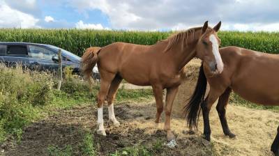 Primo d’ollomont 4 ans