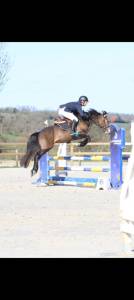 Etalon isabelle new forest taille d pour saillie en iac