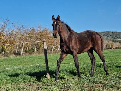 Puledra sella francese in vendita 2025 baio scuro ,  black jack dk z