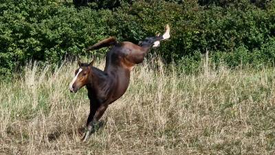 Potranca silla francés en venta 2025 bayo moreno por consul dl vie z