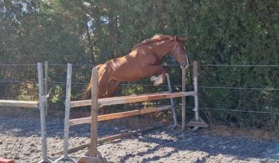Caballo castrado silla francés en venta 2023 pelo de vaca por firth of lorne