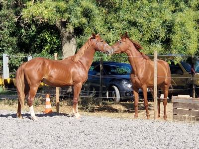 Caballo entero silla francés en venta 2023 pelo de vaca por firth of lorne