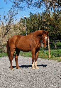 Caballo castrado silla francés en venta 2023 alazán por i am semilly
