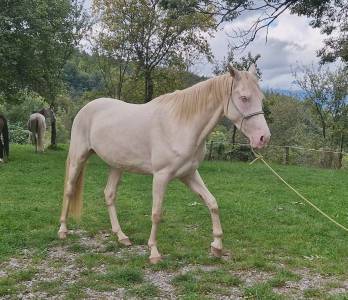 Merrie akhal-teke te koop 2021 cremello ,  kemput at