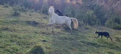 Mare akhal teke for sale 2021 cremello