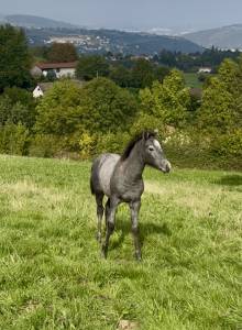 Colt Connemara For sale 2025 Grey