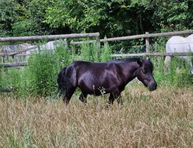 A vendre Shetland 