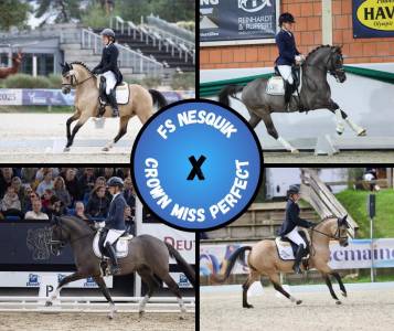 Colt French Saddle Pony For sale 2025 Other color