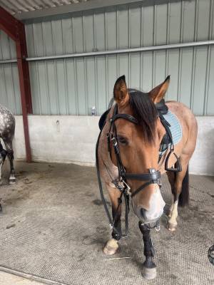 Poney de sport