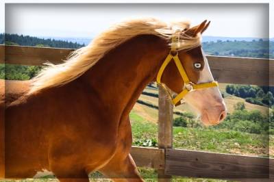 Mâle welsh cob de 2024