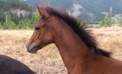 Potranca origine constatée en venta 2025 bayo por etasuni des collieres