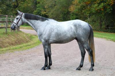 Kobalt du bigachon
