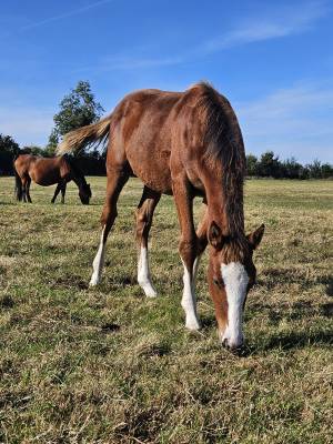 Potranca silla francés en venta 2025 bayo por kilimandjaro semilly