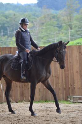 Mare English Thoroughbred For sale 2021 Liver chestnut