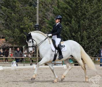 Caballo pre de doma clásica