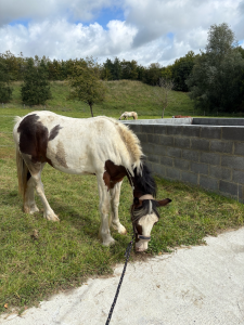Irish cob jeune cheval de 2,5 ans 