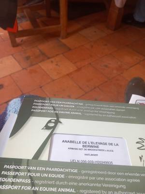 Avendre pouliche haflinger plein papier  6 moi