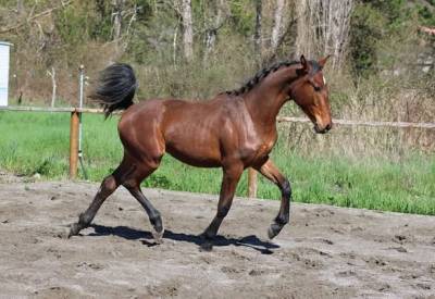 Pouliche hanovrienne d'avenir, vitalis x glamourdale