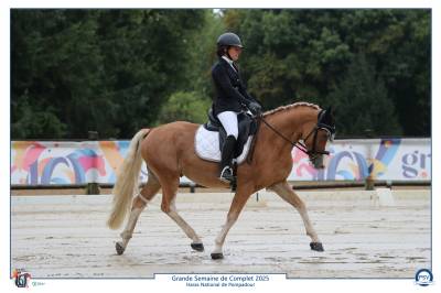 Stallion Welsh Pony (Section D), Welsh Cob For sale 2021 Silver dapple