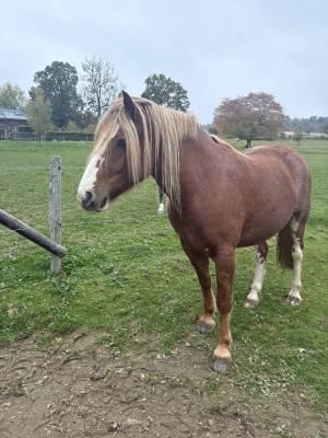 Franches-montagnes alezan