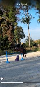 Castrone sella francese mezza-pensione 2017 baio