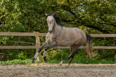 Cavalla lusitano in vendita 2020 grigio ,  jasmim plus
