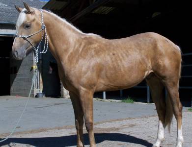Paint horse solid palomino