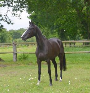 Cavalla cavallo da sport irlandese in vendita 2020 nero